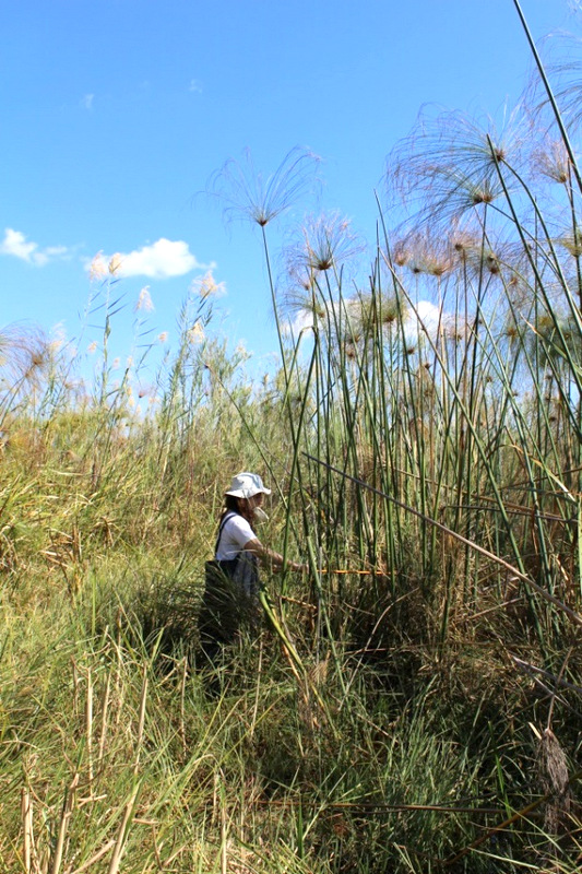 Cyperus papyrus