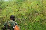 Cyperus papyrus
