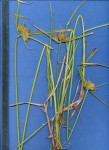 Pycreus polystachyos var. laxiflorus