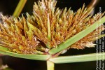 Pycreus polystachyos var. laxiflorus