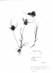 Pycreus polystachyos var. laxiflorus