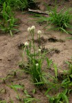 Cyperus dubius