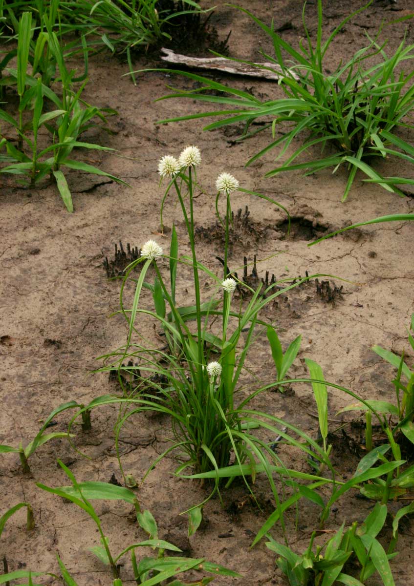 Cyperus dubius