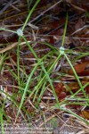 Cyperus dubius
