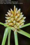 Cyperus dubius