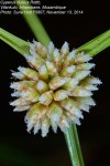 Cyperus dubius