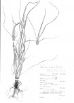 Cyperus dubius