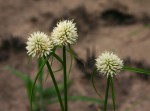 Cyperus dubius