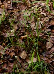 Cyperus dubius