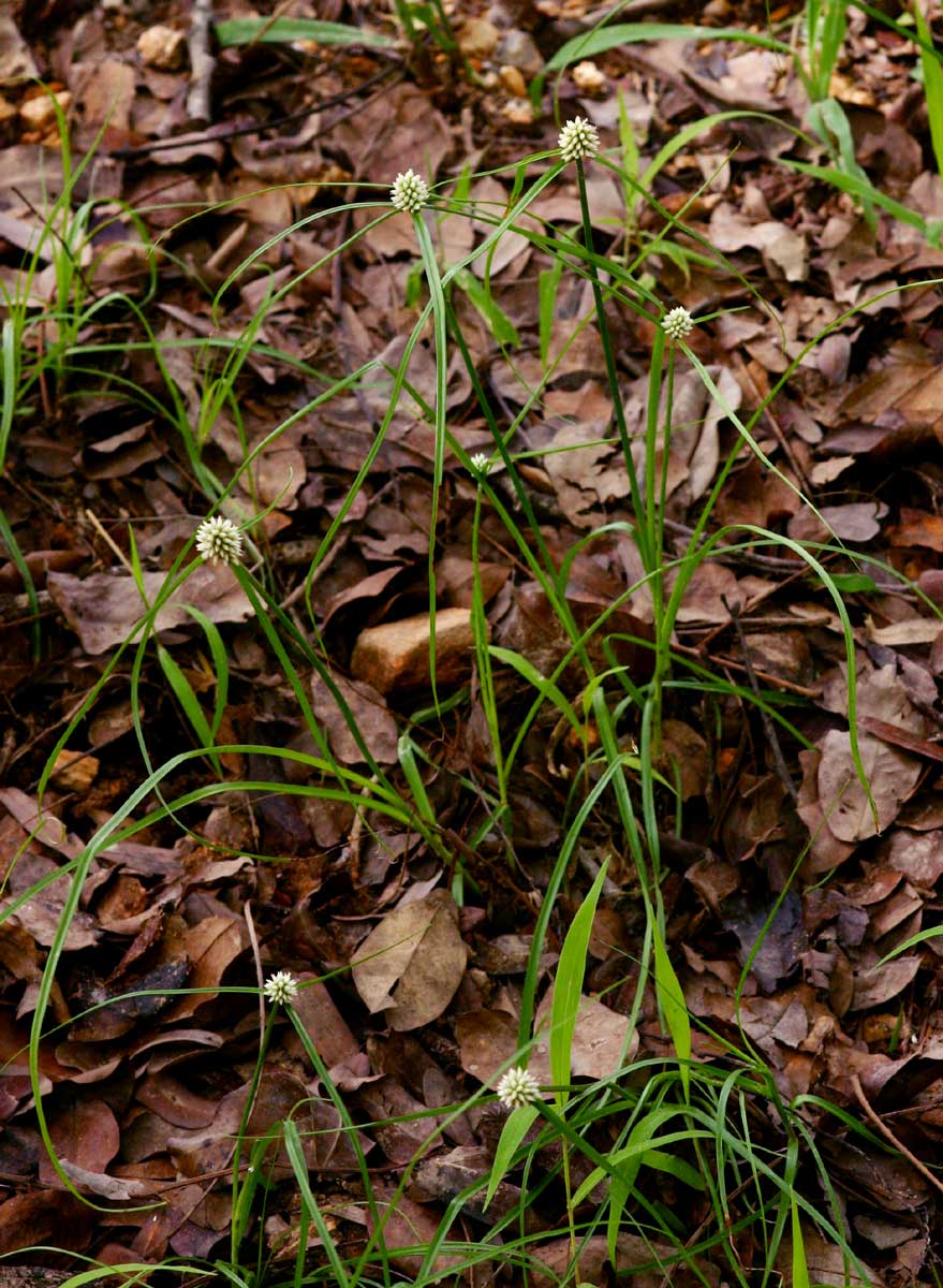 Cyperus dubius