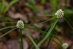 Cyperus dubius
