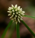 Cyperus dubius