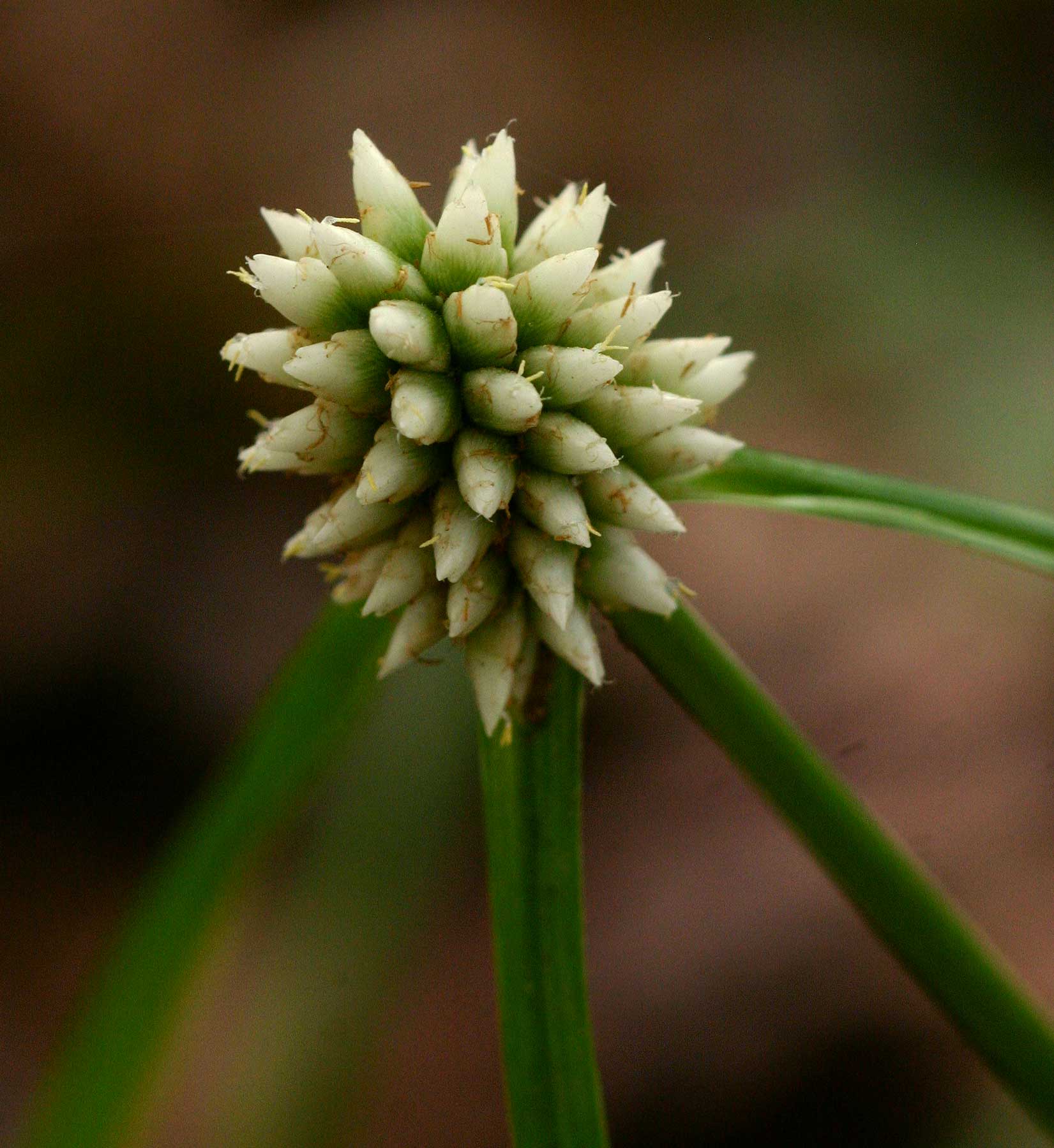 Cyperus dubius