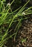 Cyperus dubius