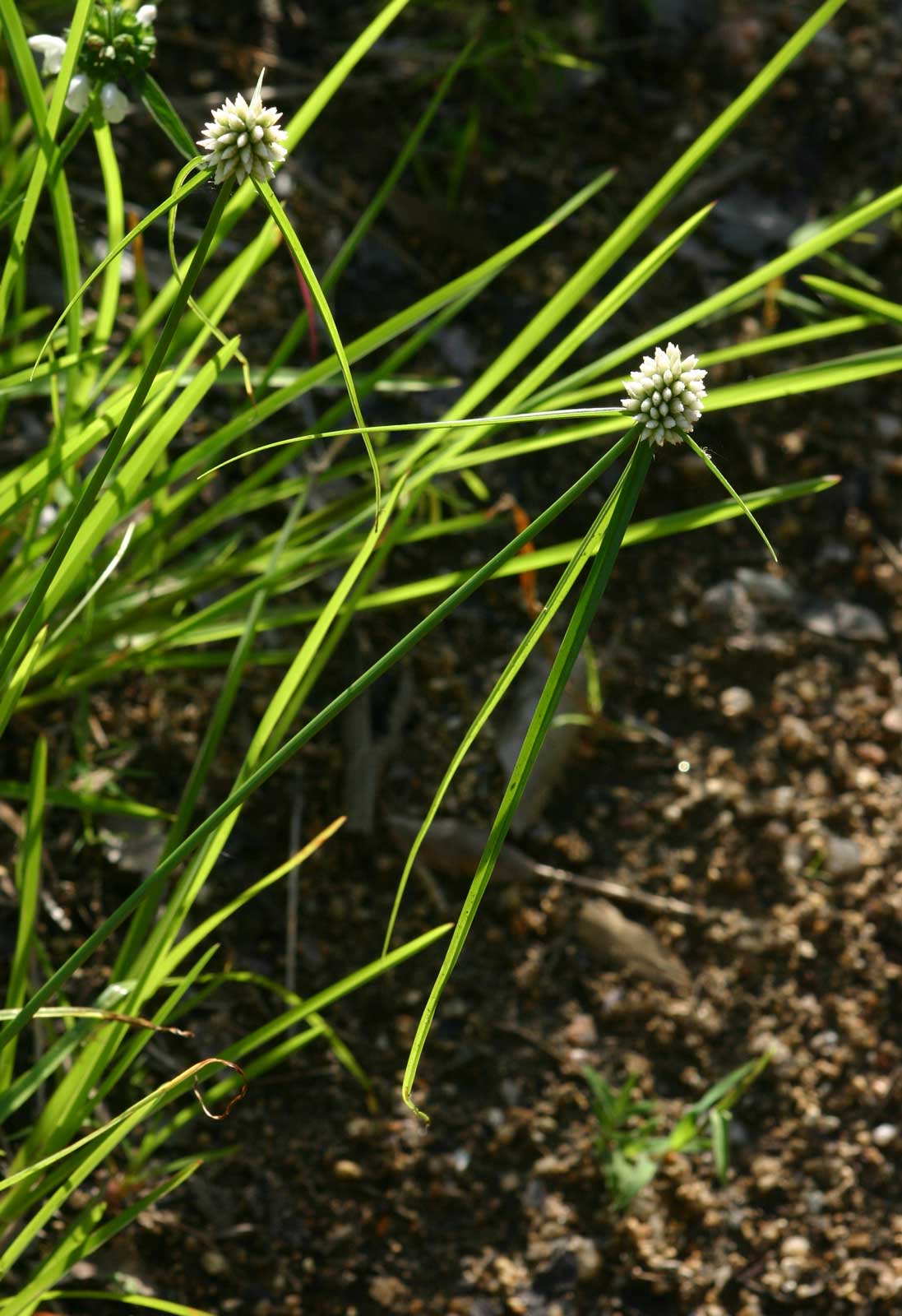 Cyperus dubius