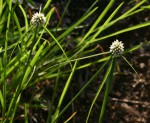 Cyperus dubius