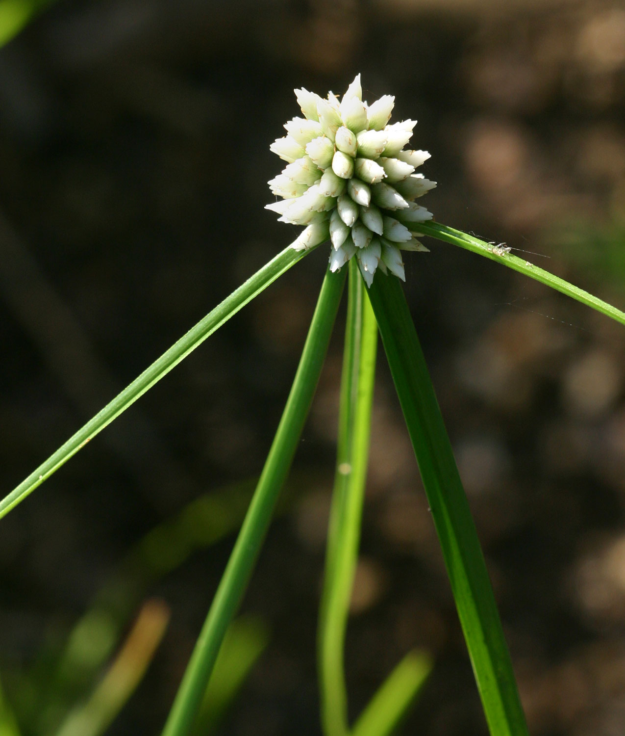 Cyperus dubius