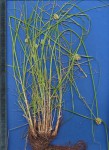 Cyperus dubius