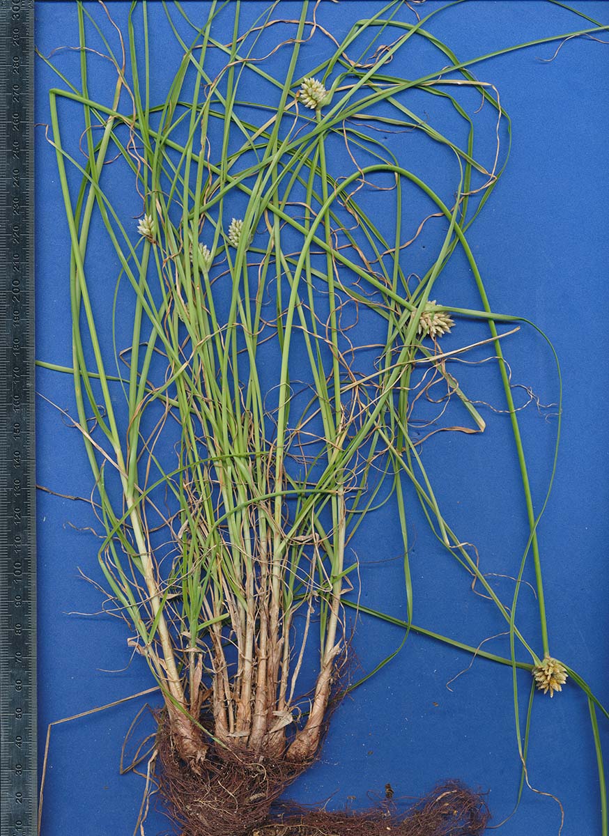 Cyperus dubius