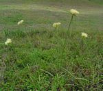 Cyperus hemisphaericus