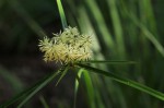 Cyperus hemisphaericus