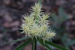 Cyperus hemisphaericus