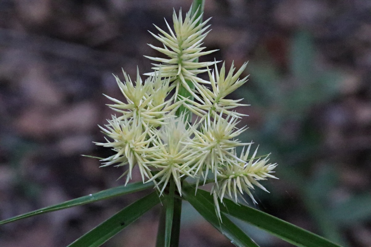 Cyperus hemisphaericus