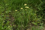 Cyperus hemisphaericus