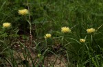 Cyperus hemisphaericus