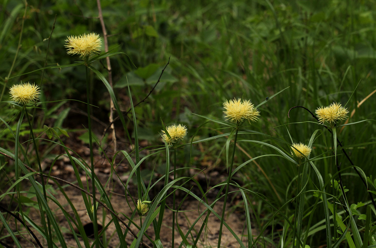 Cyperus hemisphaericus