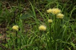 Cyperus hemisphaericus