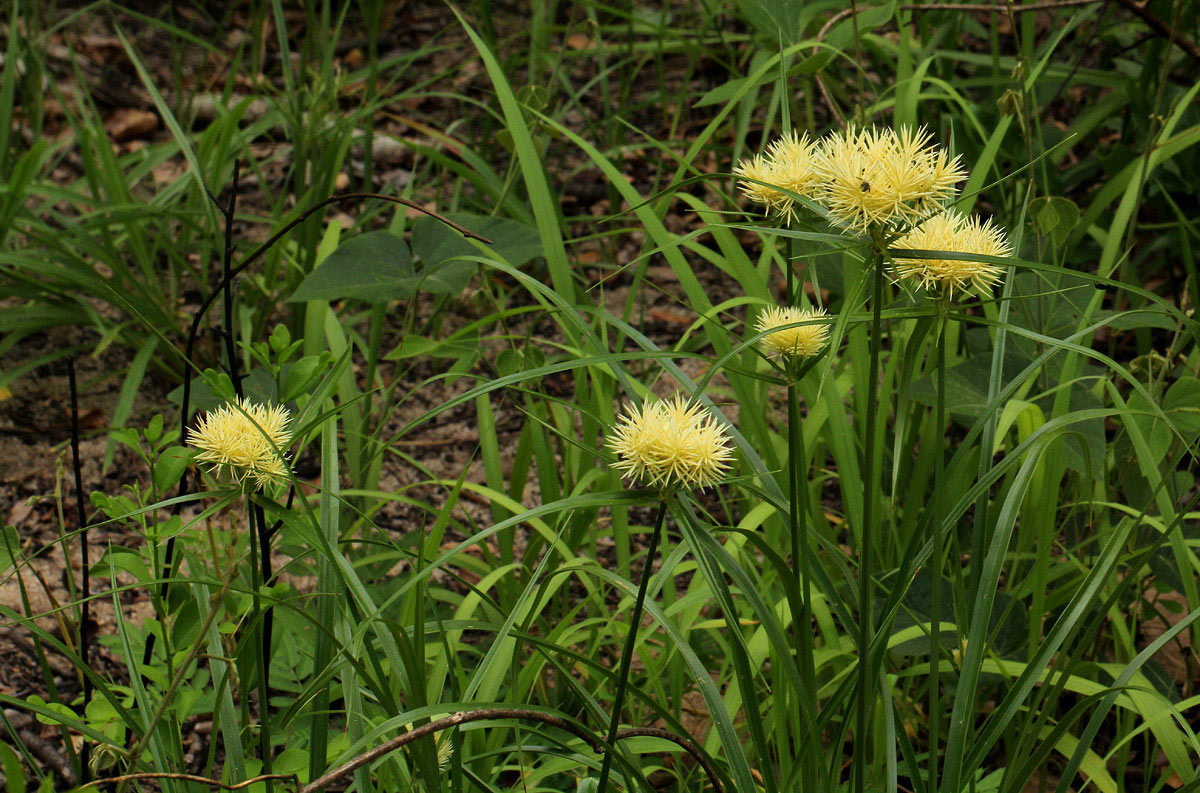 Cyperus hemisphaericus