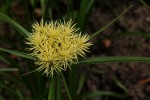 Cyperus hemisphaericus