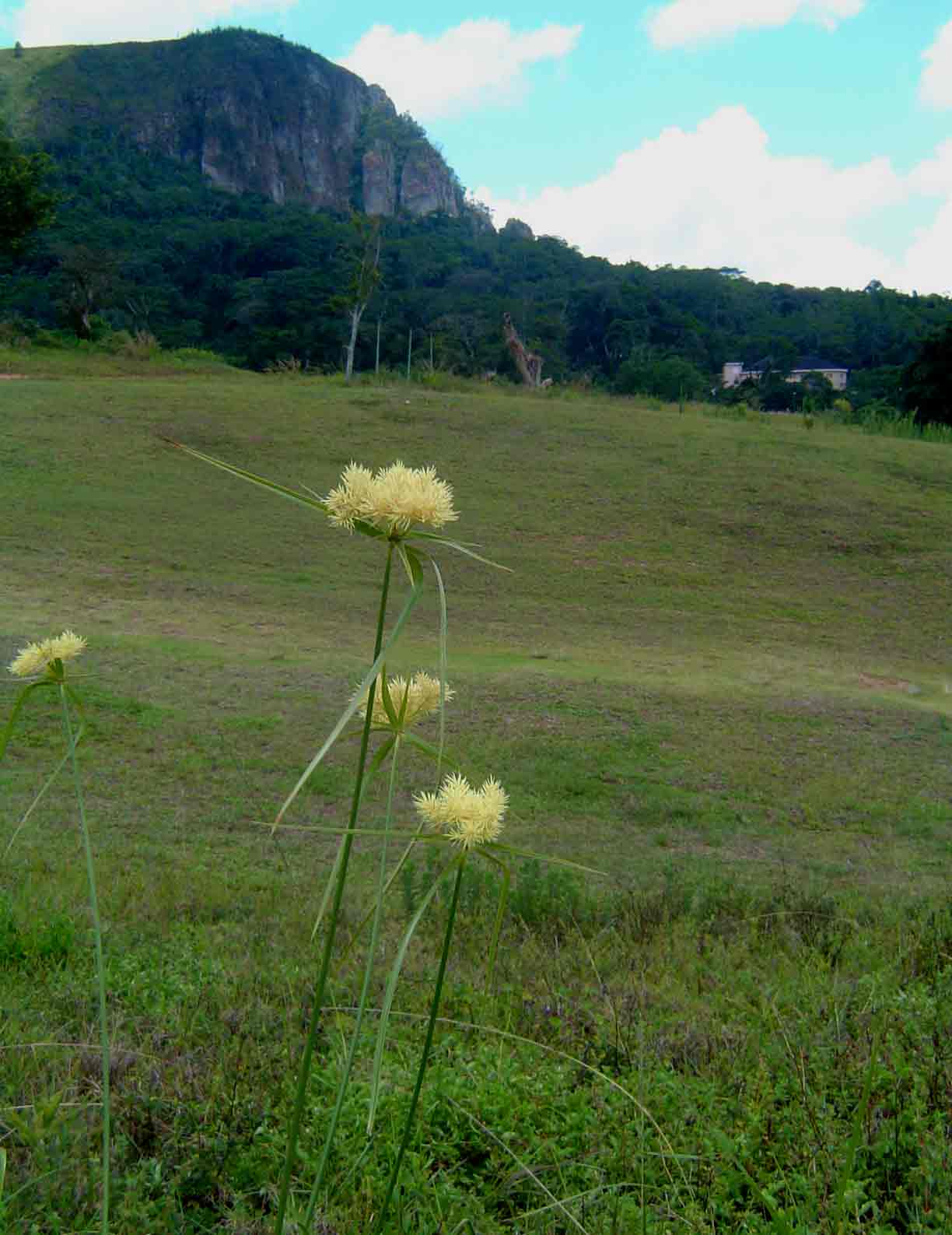 Cyperus hemisphaericus