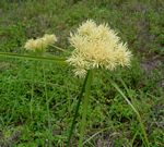 Cyperus hemisphaericus