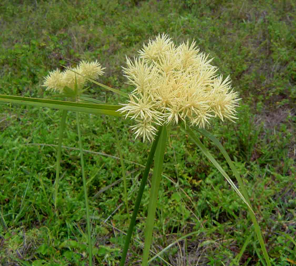 Cyperus hemisphaericus