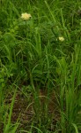 Cyperus hemisphaericus
