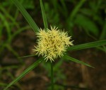 Cyperus hemisphaericus