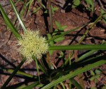 Cyperus hemisphaericus