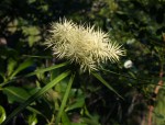 Cyperus hemisphaericus