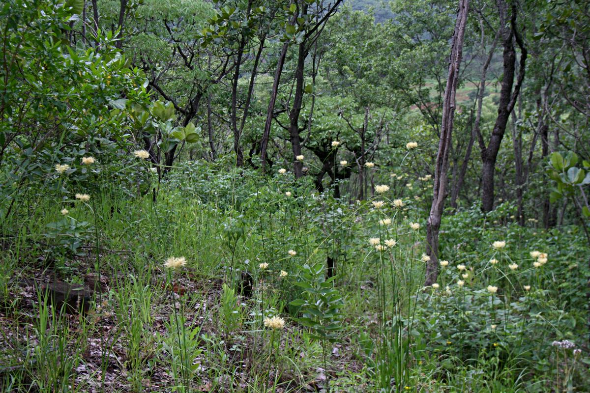 Cyperus hemisphaericus