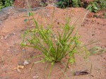Courtoisina cyperoides