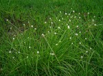 Kyllinga alba