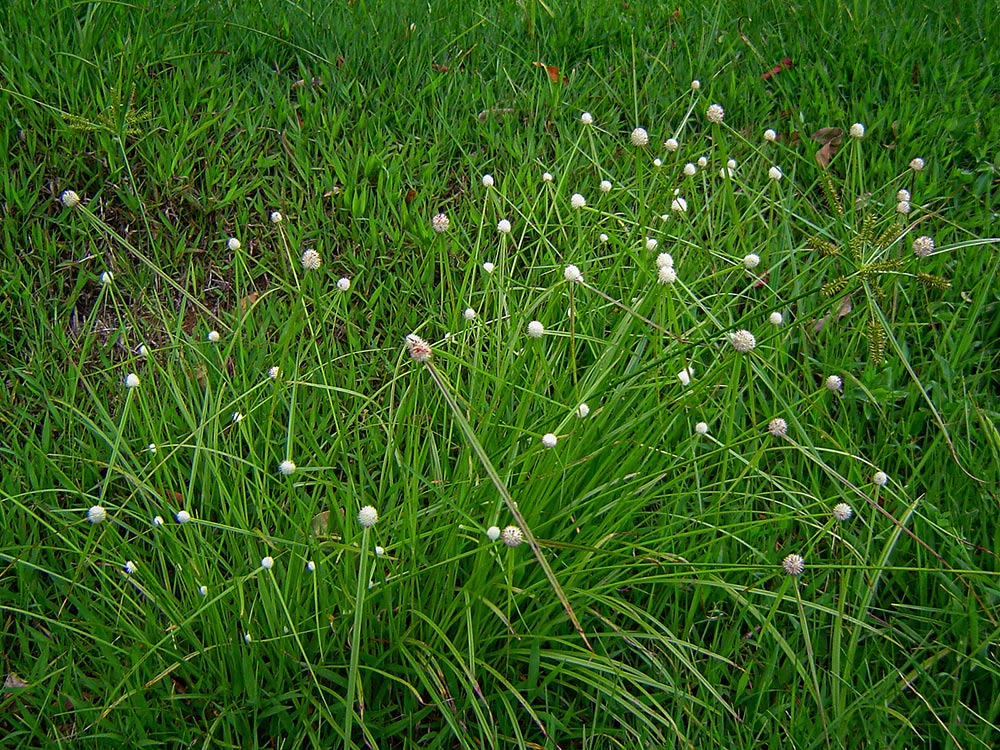 Kyllinga alba