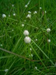 Kyllinga alba