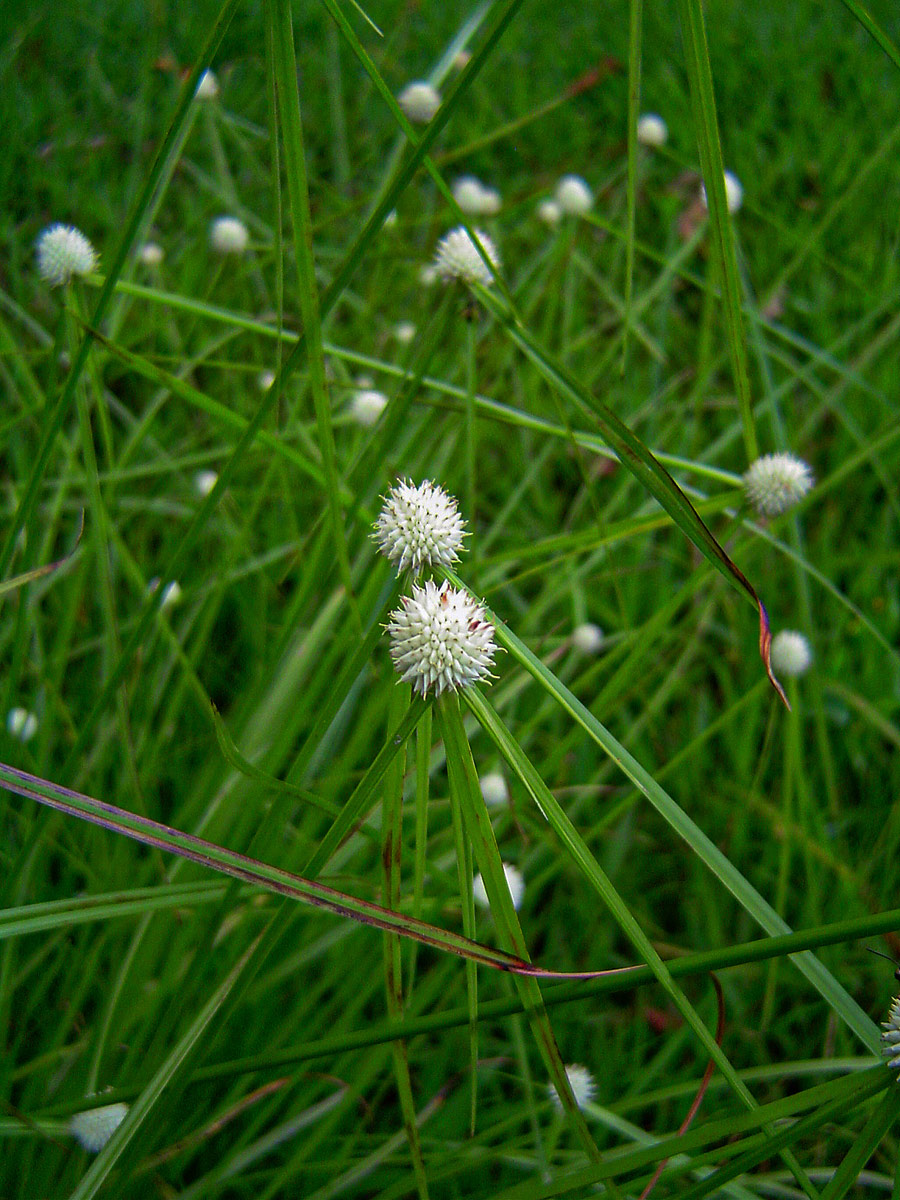 Kyllinga alba