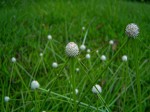 Kyllinga alba