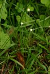 Kyllinga crassipes