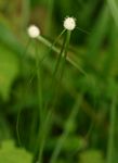 Kyllinga crassipes