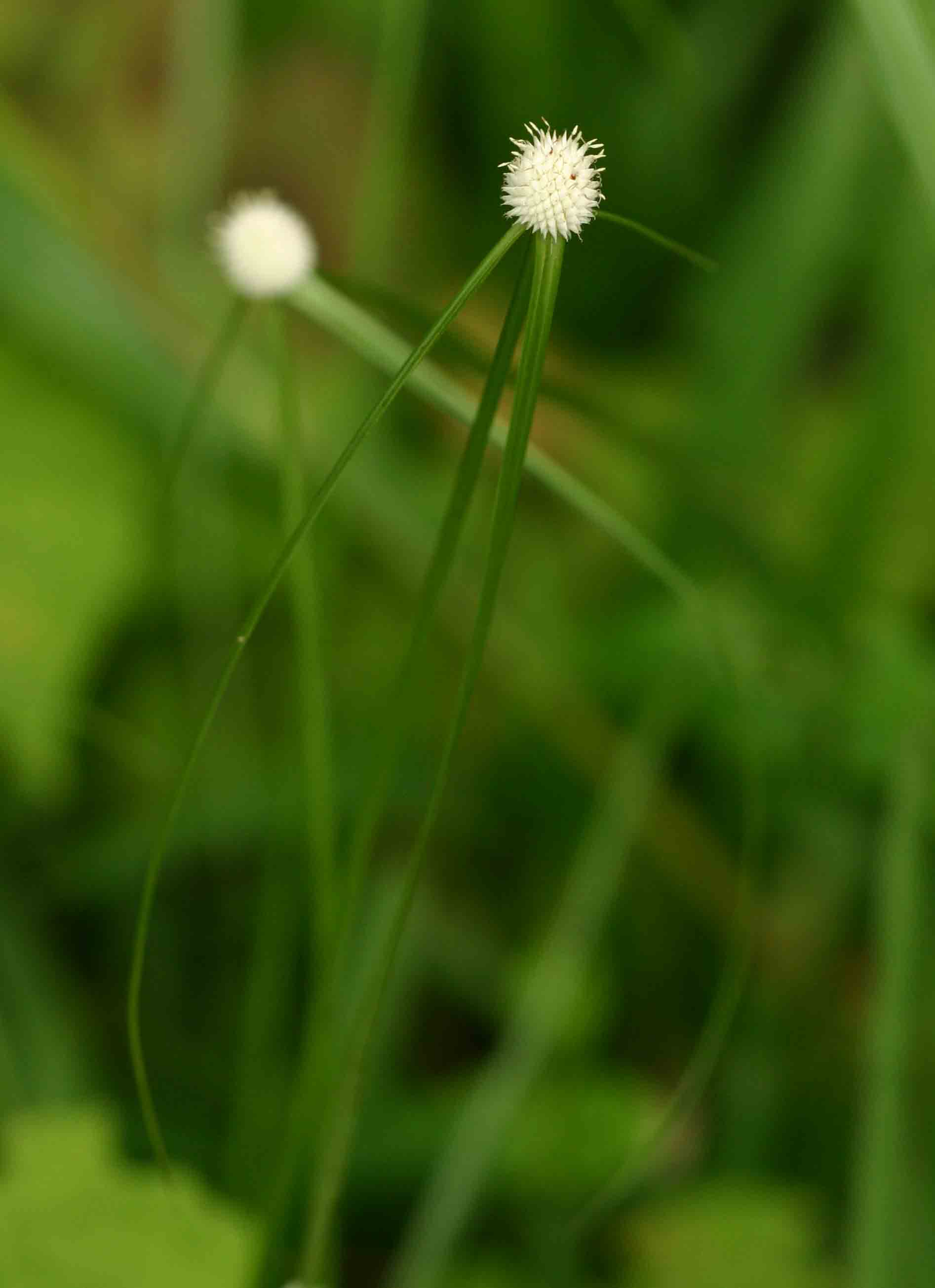 Kyllinga crassipes